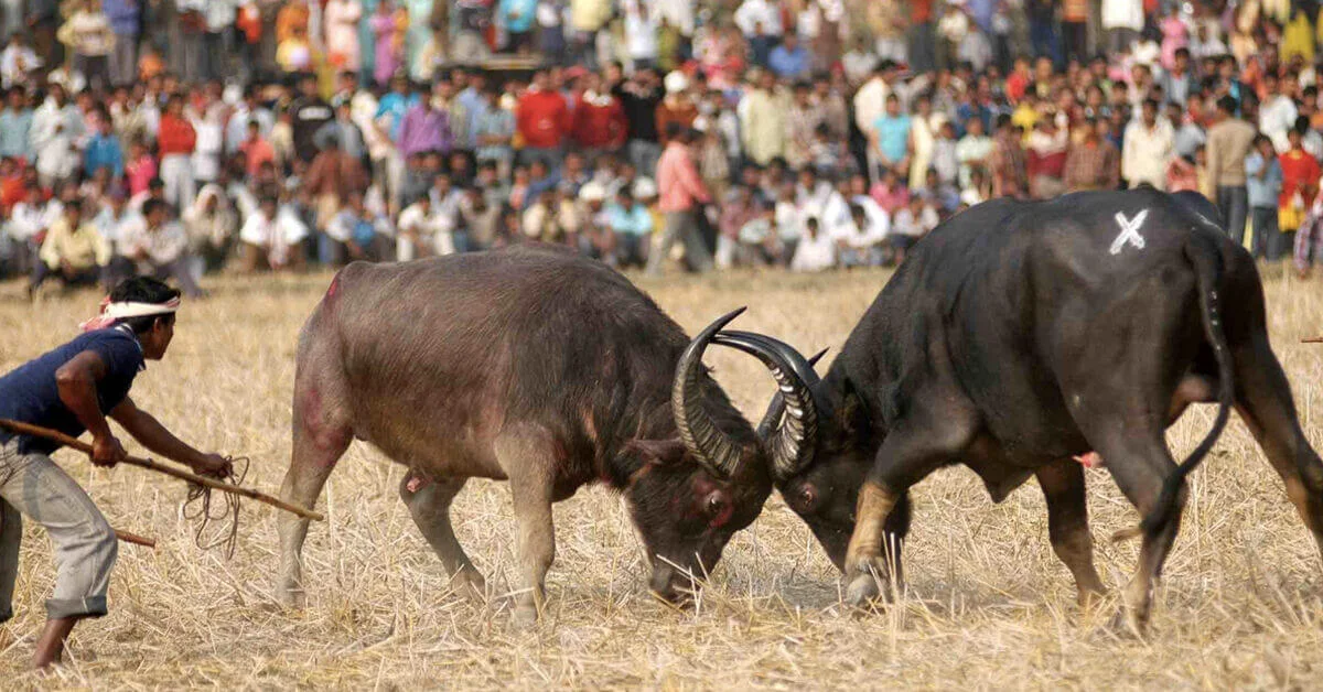 2755 traditional buffalo fight in progress on the occasion of bhogali bihu festival source nitin trivedifacebook 1 1