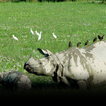 A mother rhinoceros and her calf stand in a lush green field within one of the Wildlife Sanctuaries of Assam, with several birds perched on the mother's back.