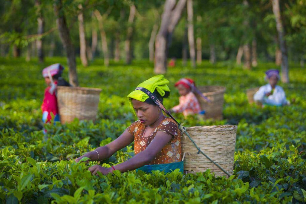 Assam Tea