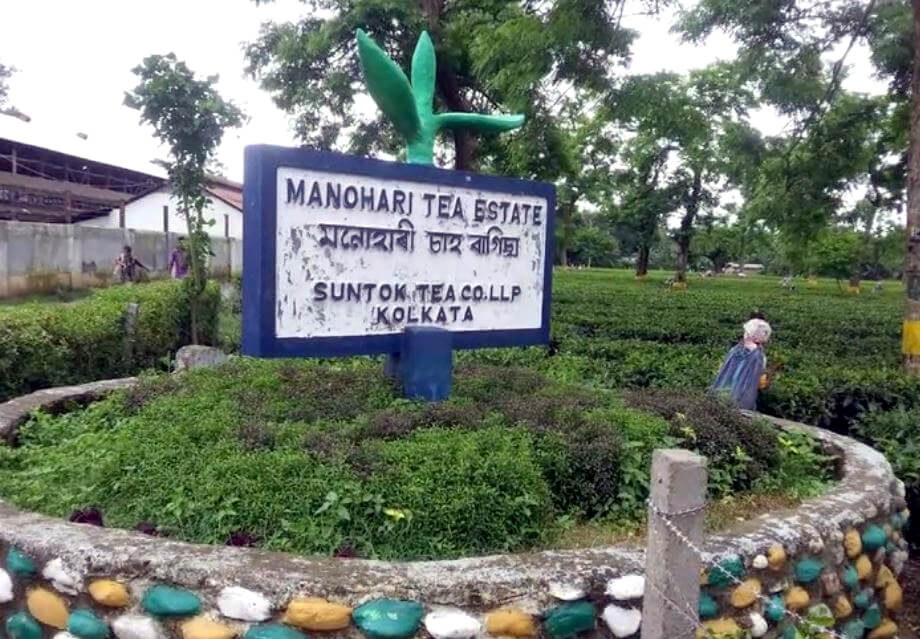 Assam Tea