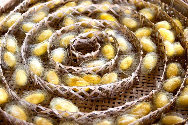 Assam Silk
