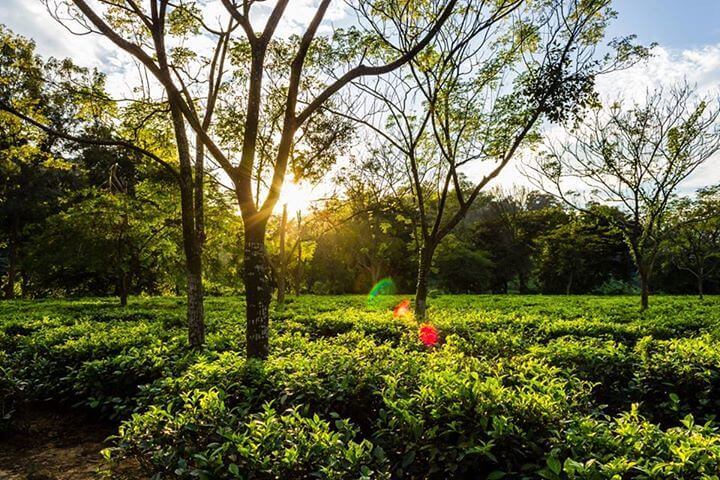 Assam Tea