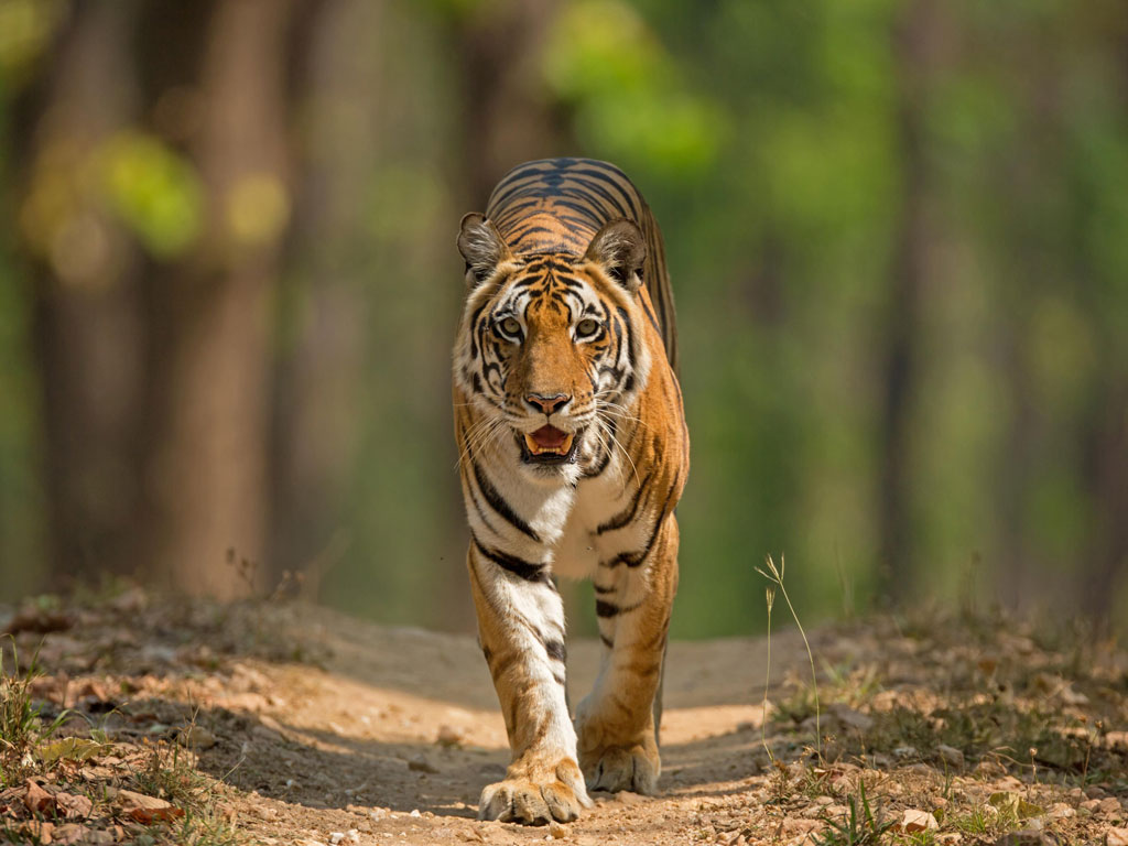 Pench Tiger Reserve