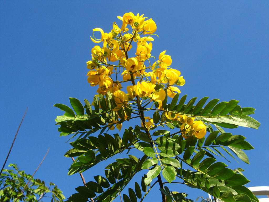 Unmasking the Environmental Menace: Senna Spectabilis Senna Spectabilis Senna Spectabilis