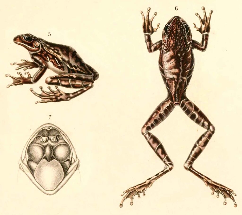 Scientists Uncover New Horned Frog in Northeast India New Horned Frog New Horned Frog