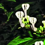 Ceropegia Shivrayiana