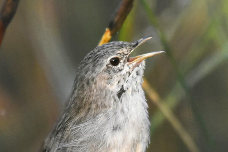 Grassland Birds