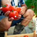 Food Traceability