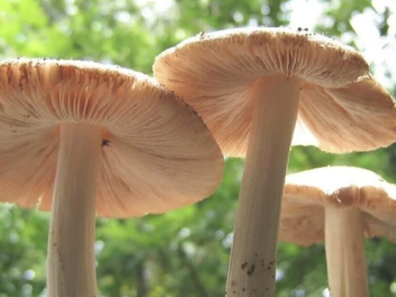 Plastic Eating Fungi Discovered