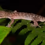 Bent-Toed Gecko