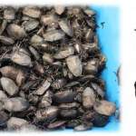 Insect Species