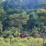 Amchang Wildlife