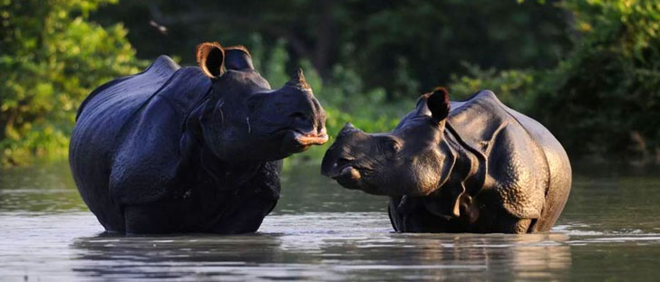 Amchang Wildlife