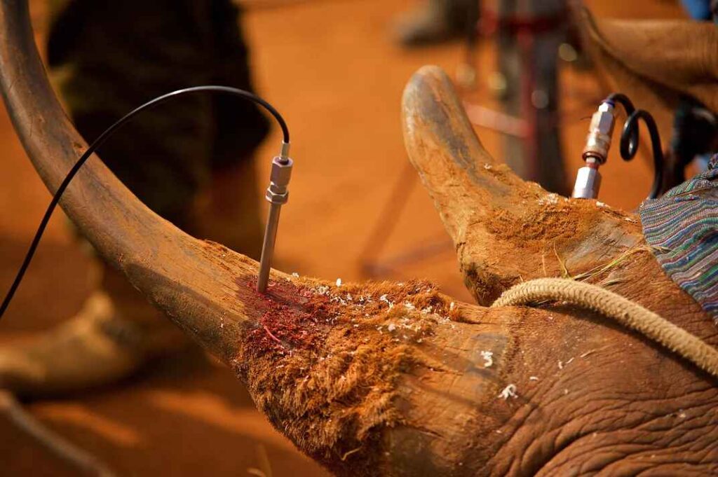 Celebrating World Rhino Day: Guardians of the Wild 7 Rhino Protection 1