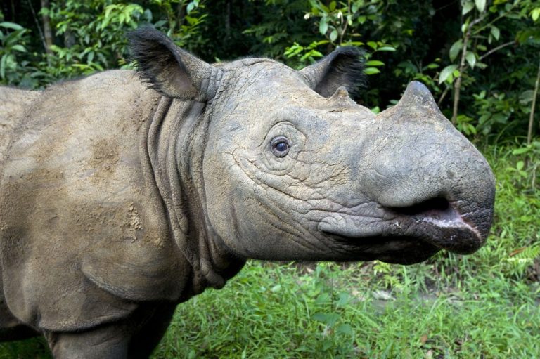 Celebrating World Rhino Day: Guardians of the Wild 4 Sumatran Rhino 1