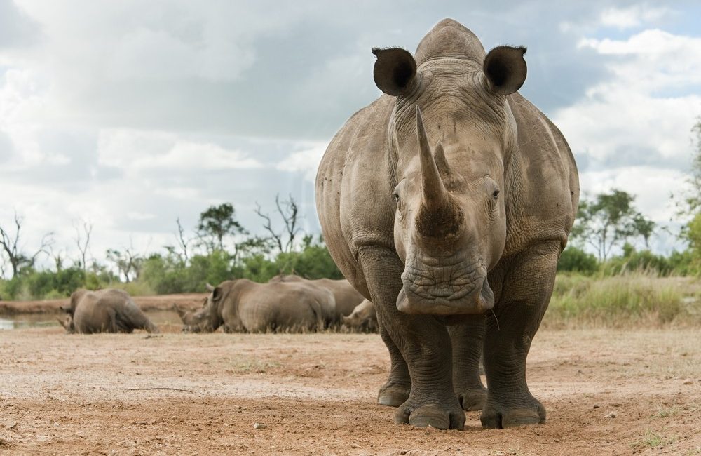 Celebrating World Rhino Day: Guardians of the Wild 2 White rhino world rhino day