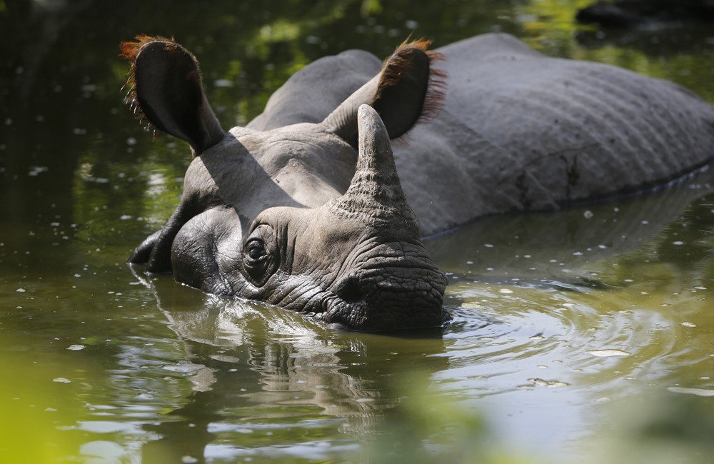 Celebrating World Rhino Day: Guardians of the Wild 3 World Rhino Day one horn rhino 3