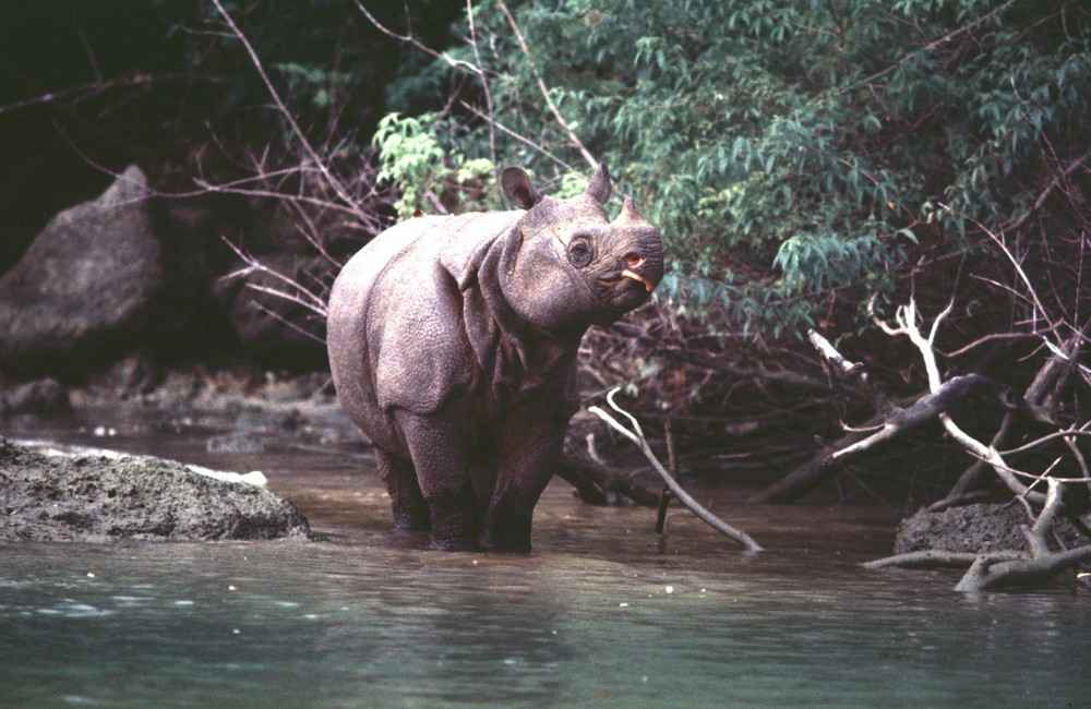 Celebrating World Rhino Day: Guardians of the Wild 5 javan rhino 1