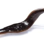 Flatworm