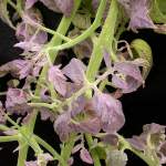 Phytoplasma