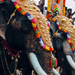 A majestic herd of elephants, adorned with colorful decorations, parades through Kaziranga National Park during the Kaziranga Elephant Festival, with mahouts guiding them and a crowd of spectators watching the vibrant celebration.
