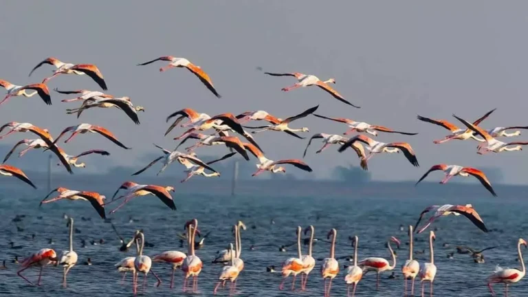 Chilika Lake