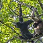 Zoological Survey of India