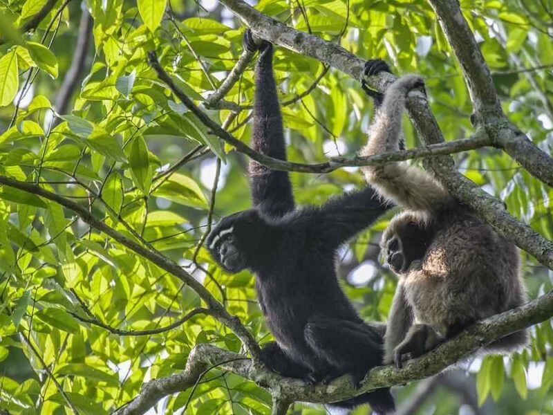 Gibbon Wildlife Sanctuary