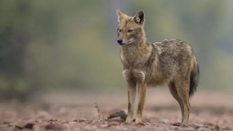 Golden Jackals