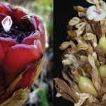 Discovered New Cardamom Species