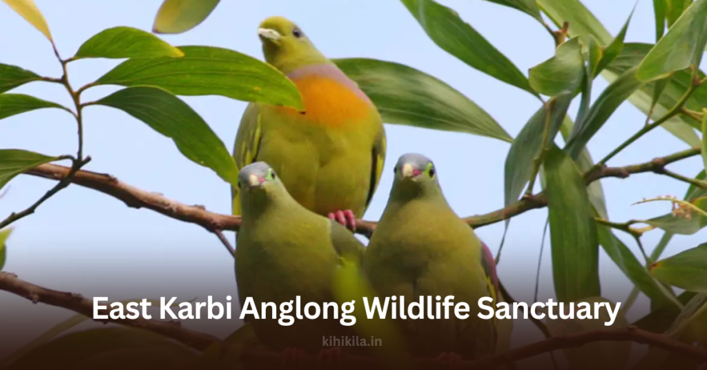 A group of vibrant green and yellow pigeons perched on a tree branch in East Karbi Anglong Wildlife Sanctuary, surrounded by lush green leaves.