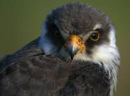 falcon festival