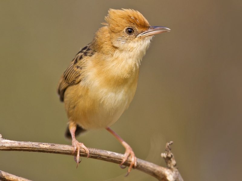 Golden headed Cisticola