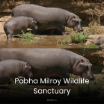 Pobha Milroy Wildlife Sanctuary