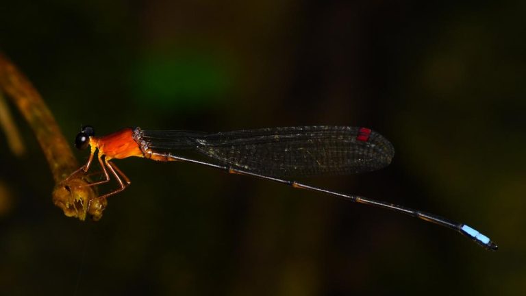 Saffron Reedtail Damselfly