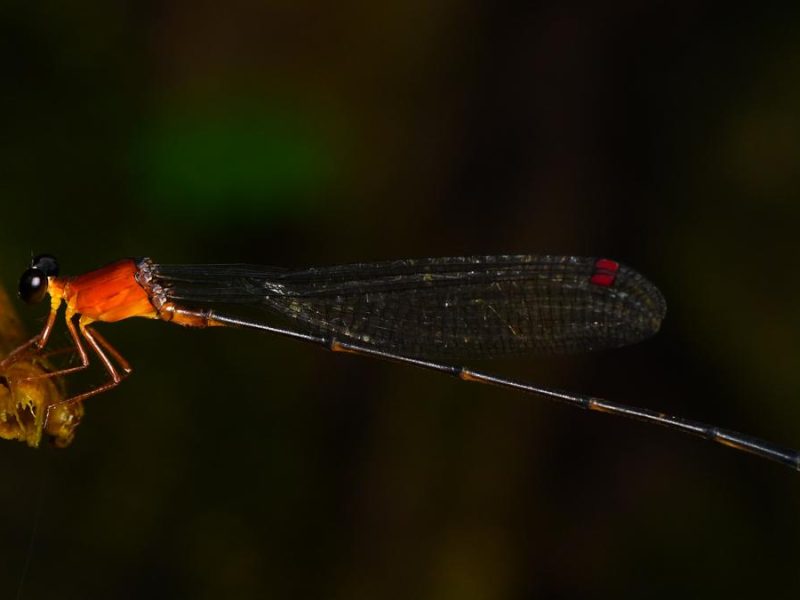 Saffron Reedtail Damselfly