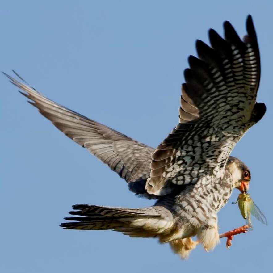 falcon festival