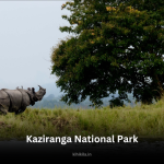 A one-horned rhinoceros stands near a lush green tree in Kaziranga National Park, Assam, with misty grasslands in the background.