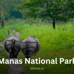 Three one-horned rhinoceroses walking along a green forest trail in Manas National Park, Assam.