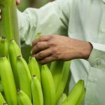 Non-Browning Bananas