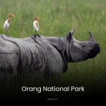 A scenic view of Orang National Park, home to the Great Indian One-Horned Rhinoceros, Royal Bengal Tiger, and diverse wildlife in Assam, India.
