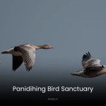 Two birds soaring over the wetlands of Panidihing Bird Sanctuary, a paradise for migratory and resident bird species in Assam.