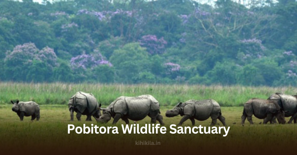 A group of Indian one-horned rhinoceroses grazing in the lush green grasslands of Pobitora Wildlife Sanctuary, with a backdrop of dense forest and blooming purple flowers.