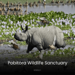 A rhinoceros standing and looking upward in its natural habitat.