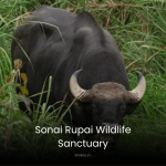 A Buffalo Image in Sonai Rupai Wildlife Sanctuary" → "An Image of a Buffalo in Sonai Rupai Wildlife Sanctuary