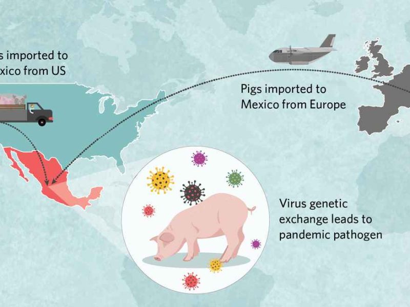 Swine Flu H1N1