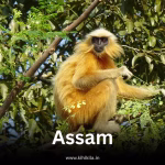 Golden langur sitting on a tree branch in Assam’s forest canopy