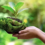 Blue carbon ecosystems