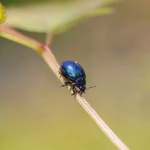 Scarab Beetle Species