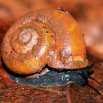 Theobaldius konkanensis